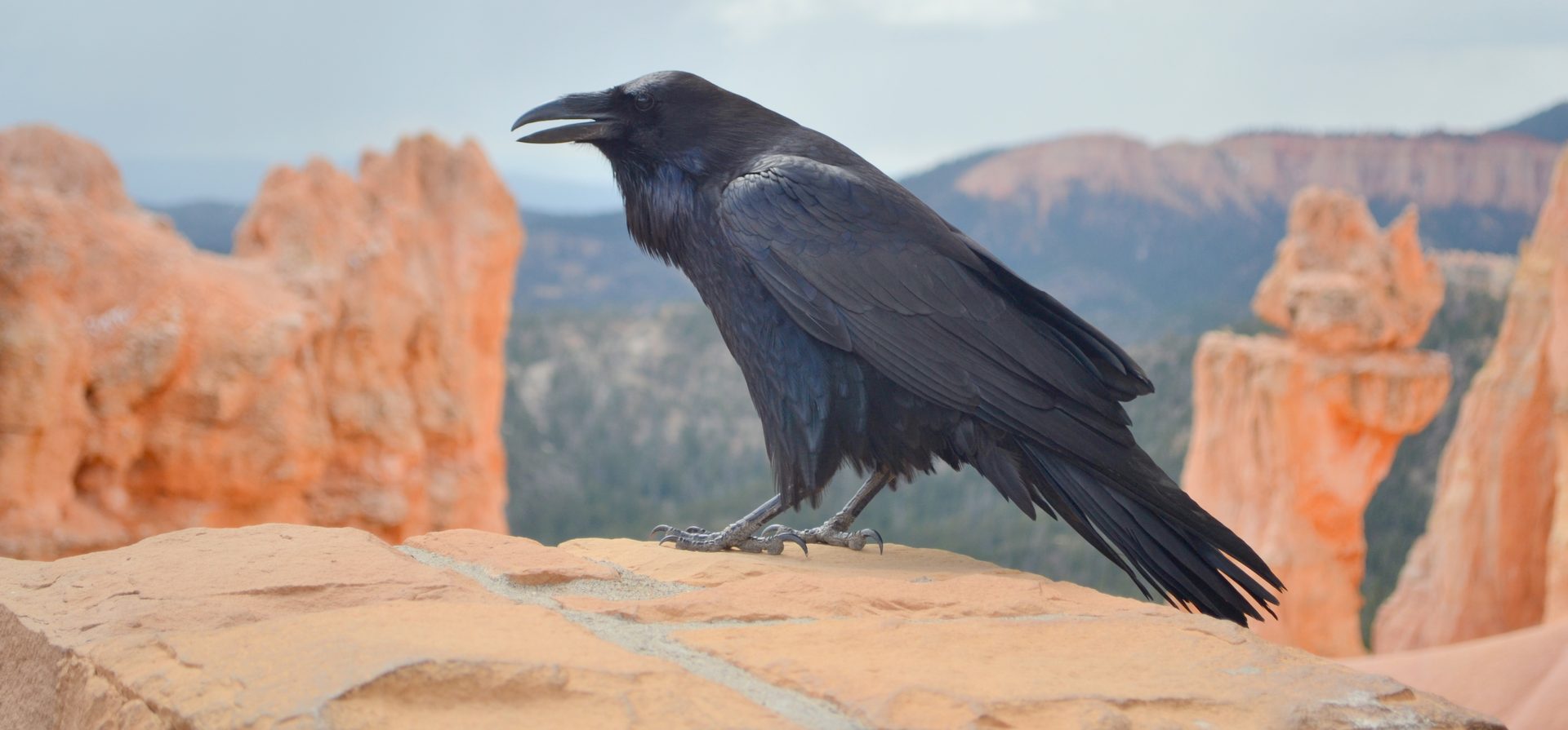 Maven Raven